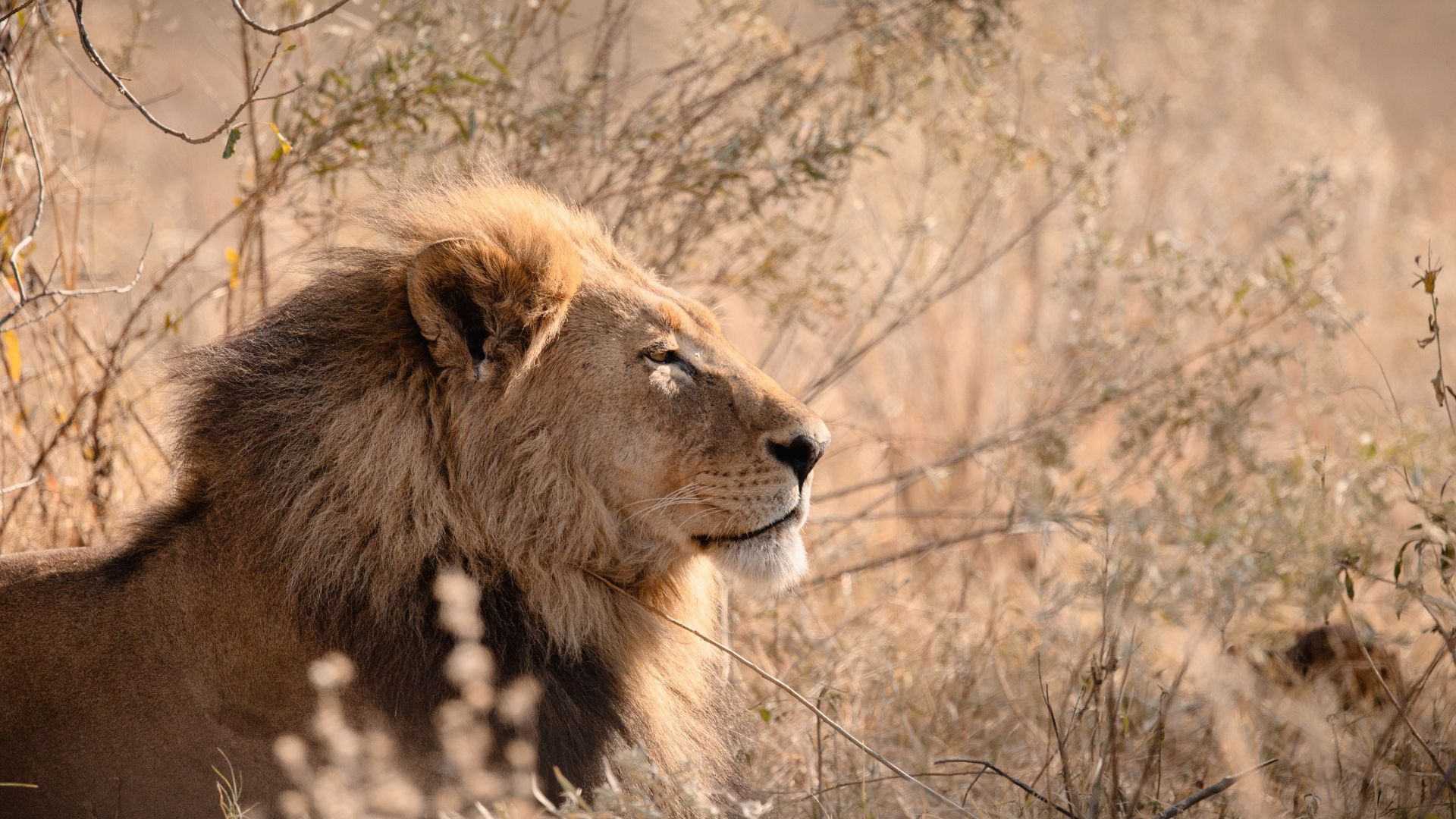 Famous for sightings of lions, leopards, and wild dogs—some of Africa’s best predator action on game drives.