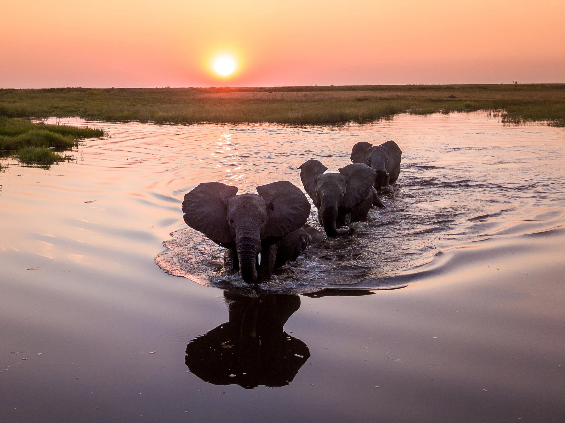 Camp sits right on the edge of the dynamic channel, prime spot for elephants, buffalo, and predator action.