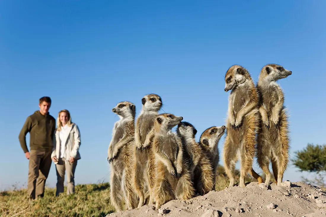 Meet habituated meerkat families and watch them forage and play at sunrise.