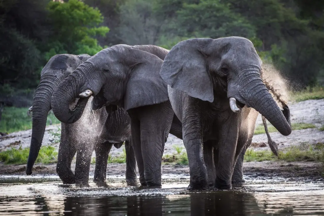 Unique photographic hide floating on the river, perfect for up close shots of elephants, zebra, and more.