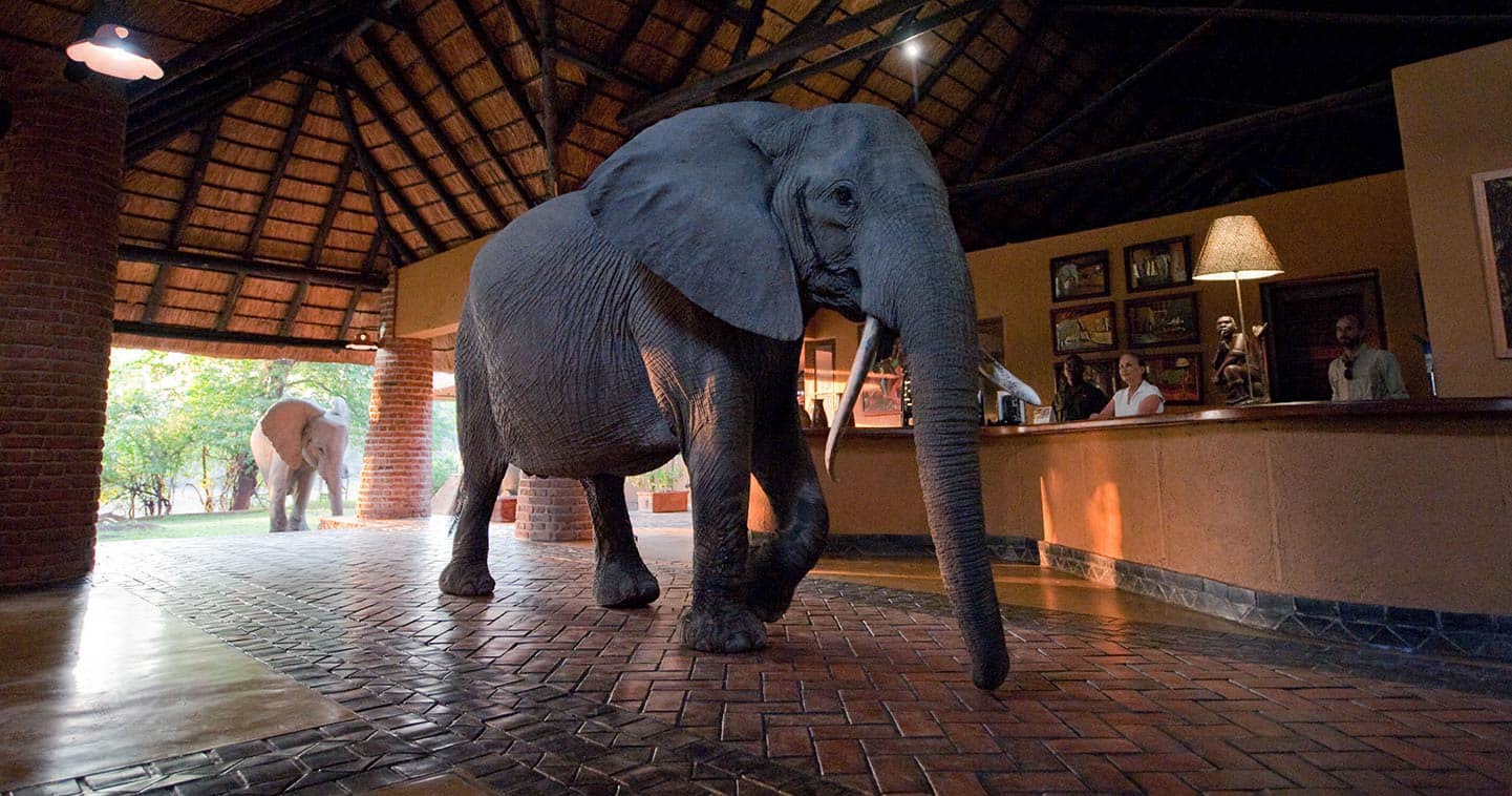 Famous for wild elephants strolling through the lobby from October to December, unmatched safari magic.