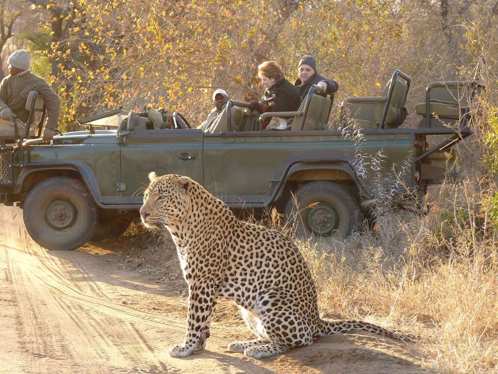 Guided game drives for lions, leopards, rhinos, elephants, and buffalo, led by expert rangers.