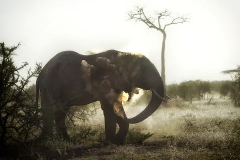 A Mobile African Safari Like No Other