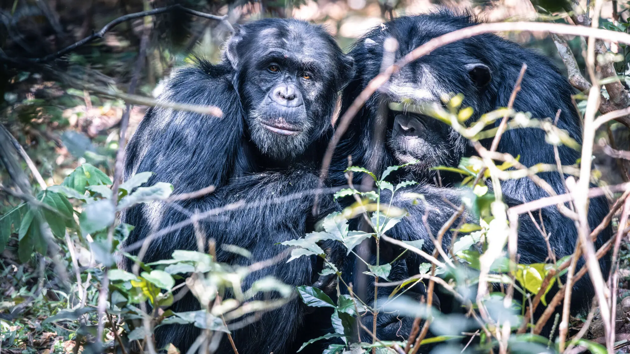 Trek through the forest with expert guides to encounter Rubondo’s wild chimpanzees.