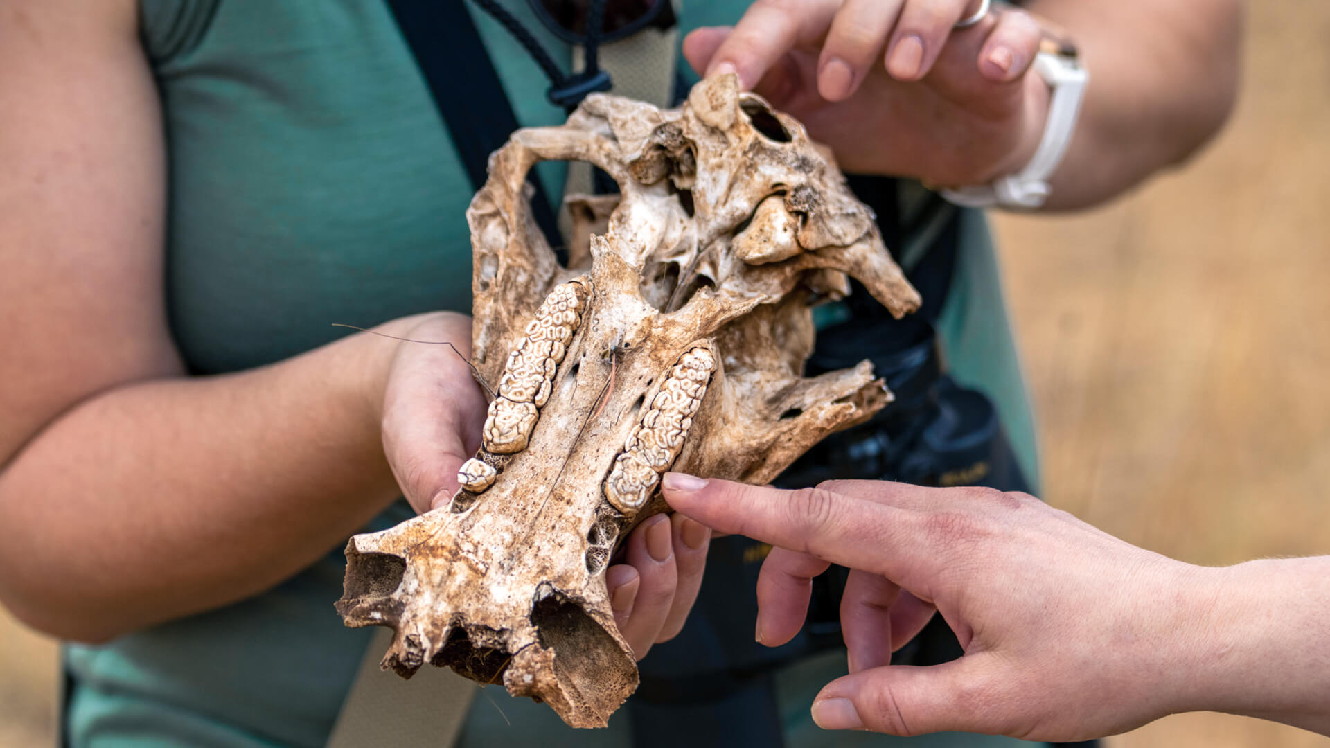 Every stay supports Maasai education, anti-poaching, and the Naboisho Conservancy.