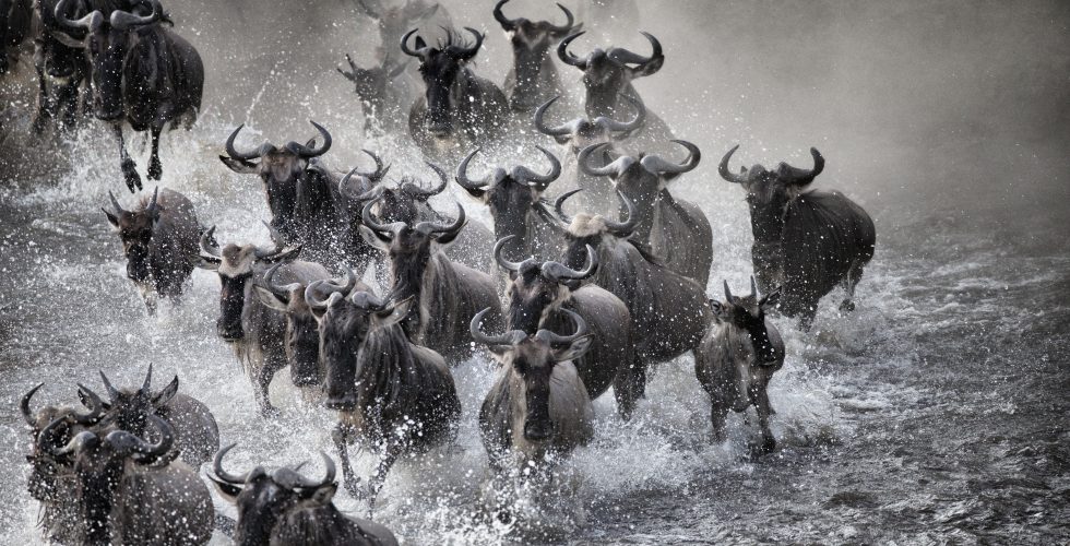 Positioned near Mara River Crossing Point 4 as its ideal for witnessing the Great Migration’s dramatic river crossings. “Front-row seat to nature’s grand spectacle.”