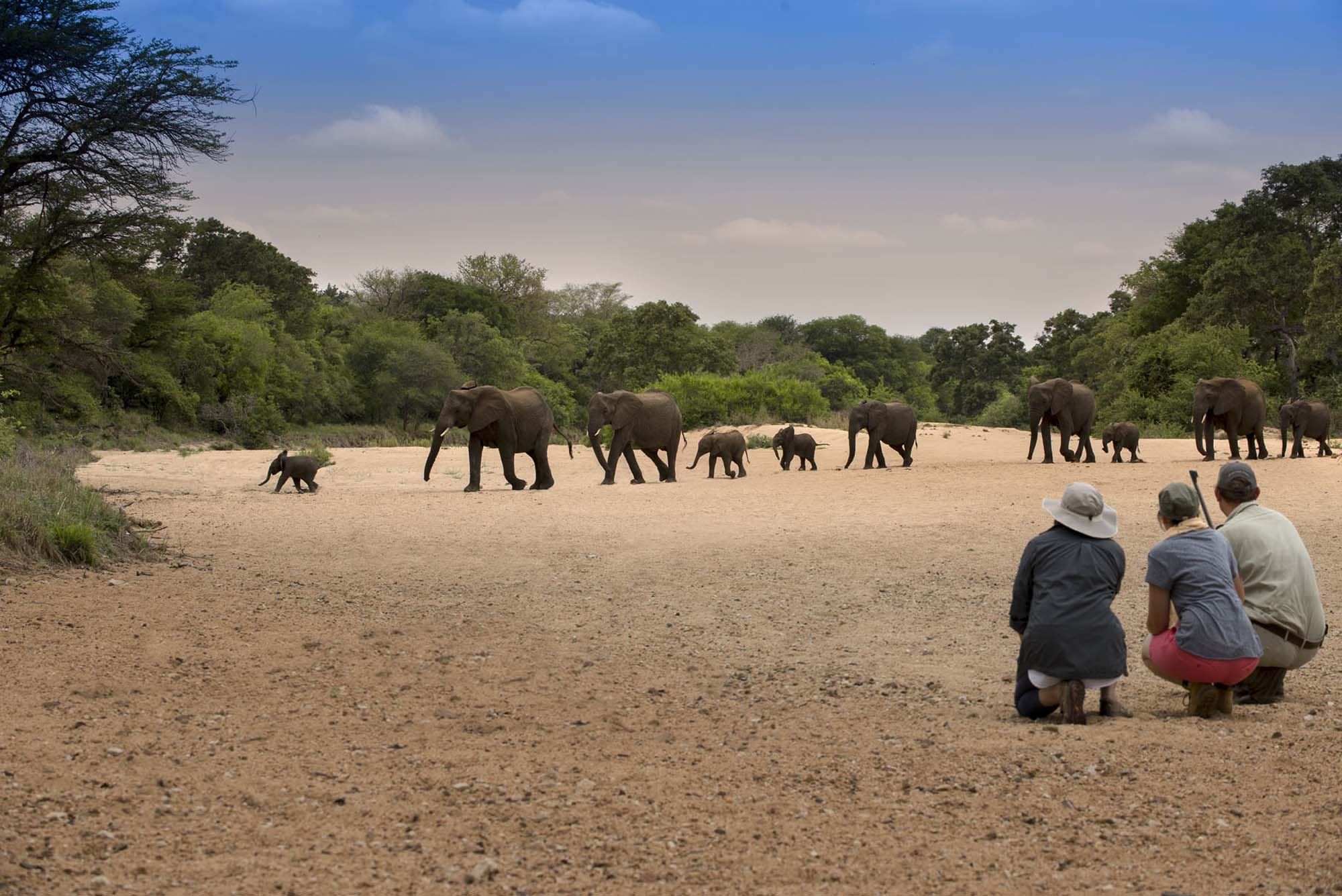 Track wildlife on foot with expert guides and connect deeply with Kruger’s wild side.