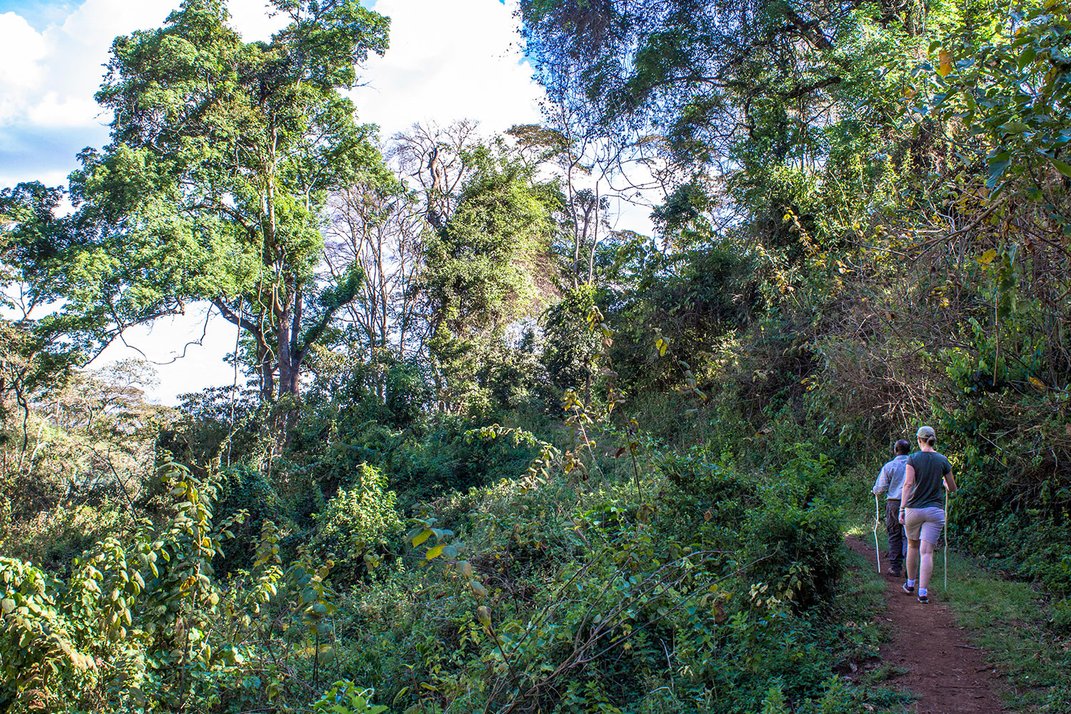 Walk ancient trails to waterfalls, elephant caves, and the Ngorongoro forest edge with expert guides.