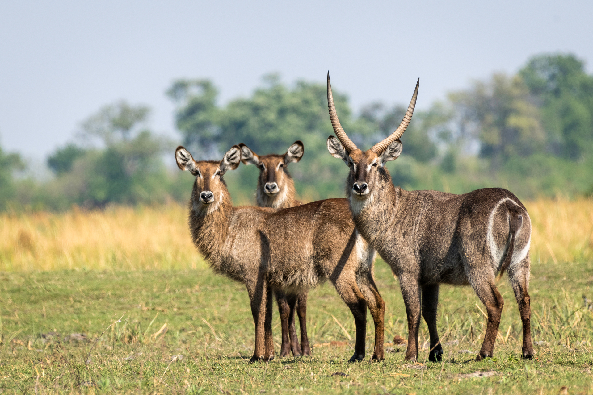 With few guests, activities are tailor-made, offering intimate wildlife encounters led by experienced guides.