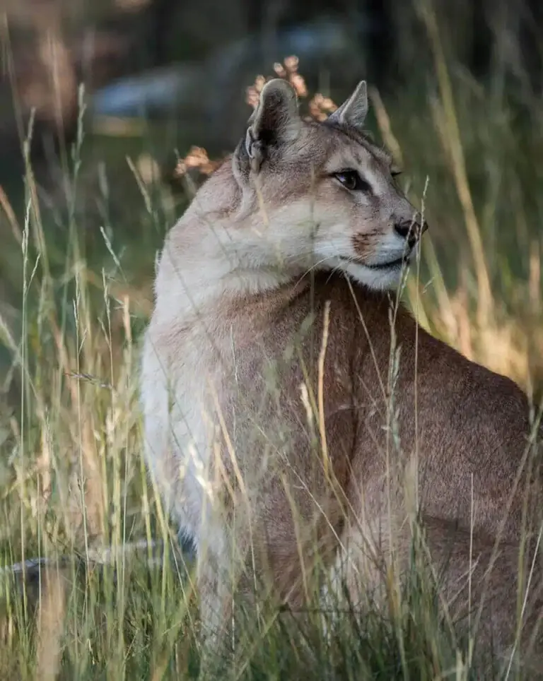 Extraordinary opportunities for puma sightings and wildlife encounters.