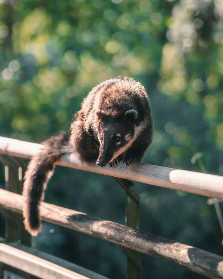Exceptional opportunities to encounter tropical wildlife and native bird species.
