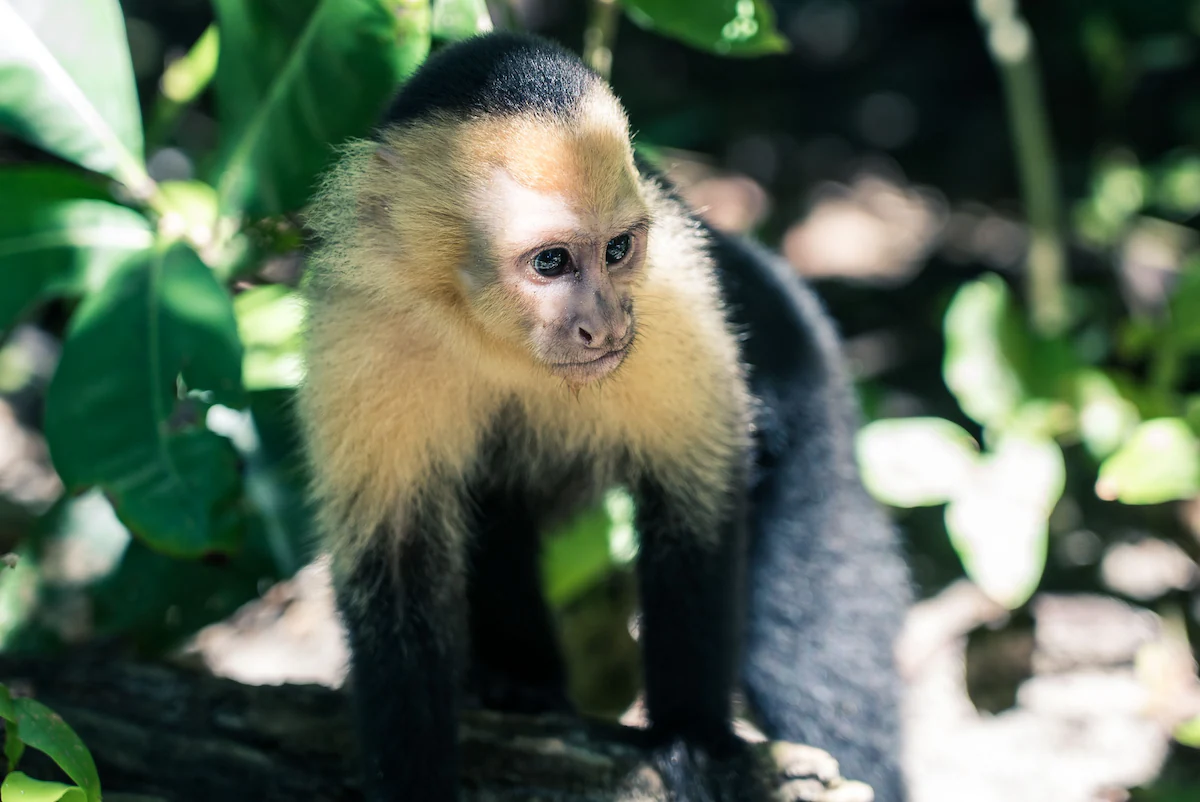 Sloths, monkeys, toucans, macaws, and countless native species.
