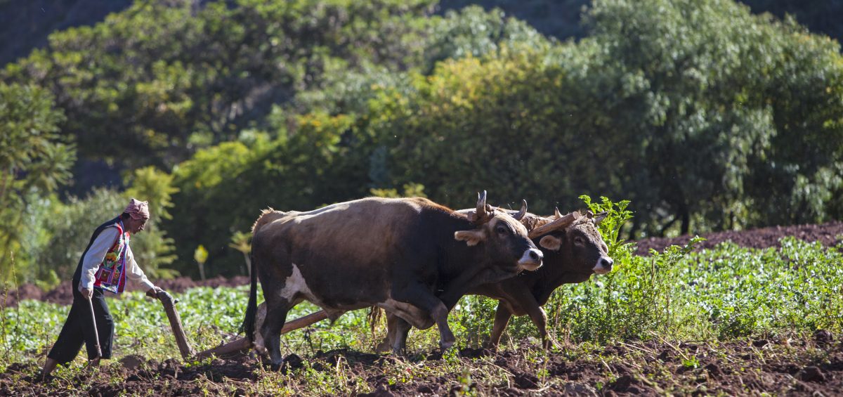 Working agricultural spaces integrated into the guest experience.