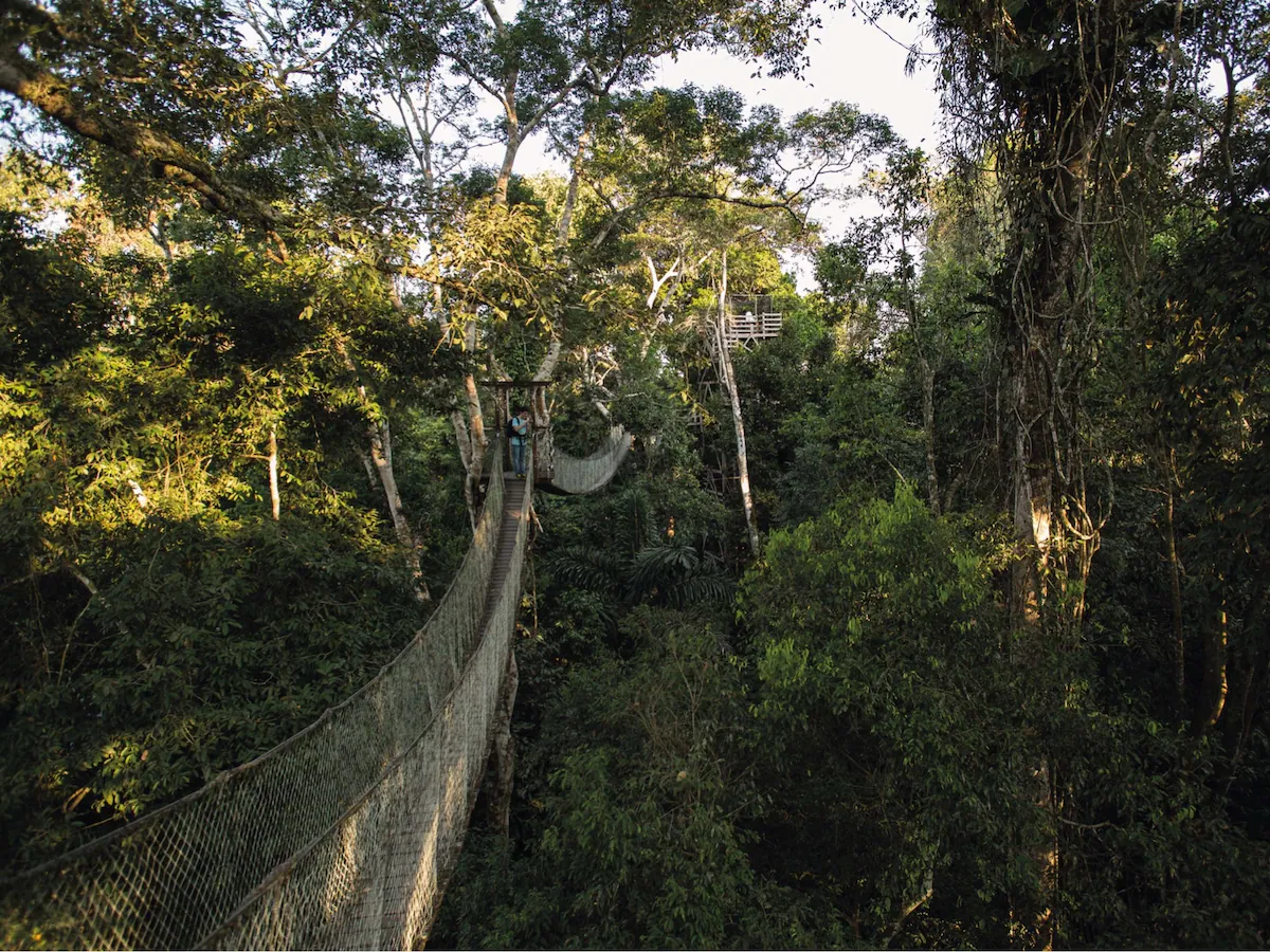 Elevated suspension bridges offering immersive rainforest perspectives.
