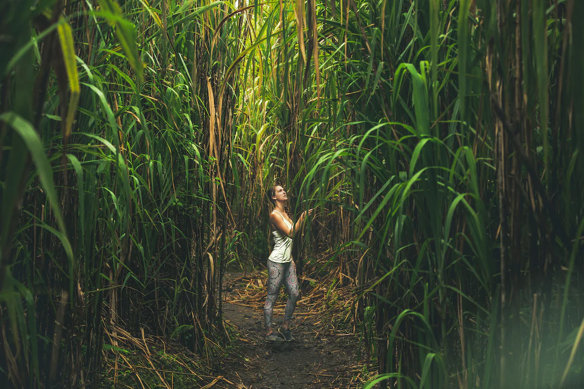 Frequent opportunities to observe sloths, birds, monkeys, and rainforest wildlife.