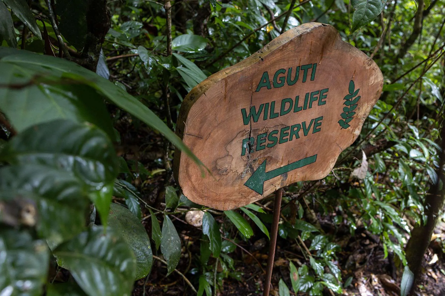 Private access to protected cloud forest habitat.