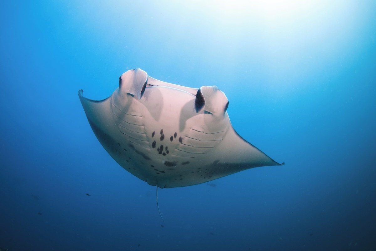 Hands-on opportunities to learn about reef protection and sustainability.