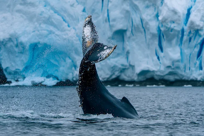 Antarctica 21 Cruise