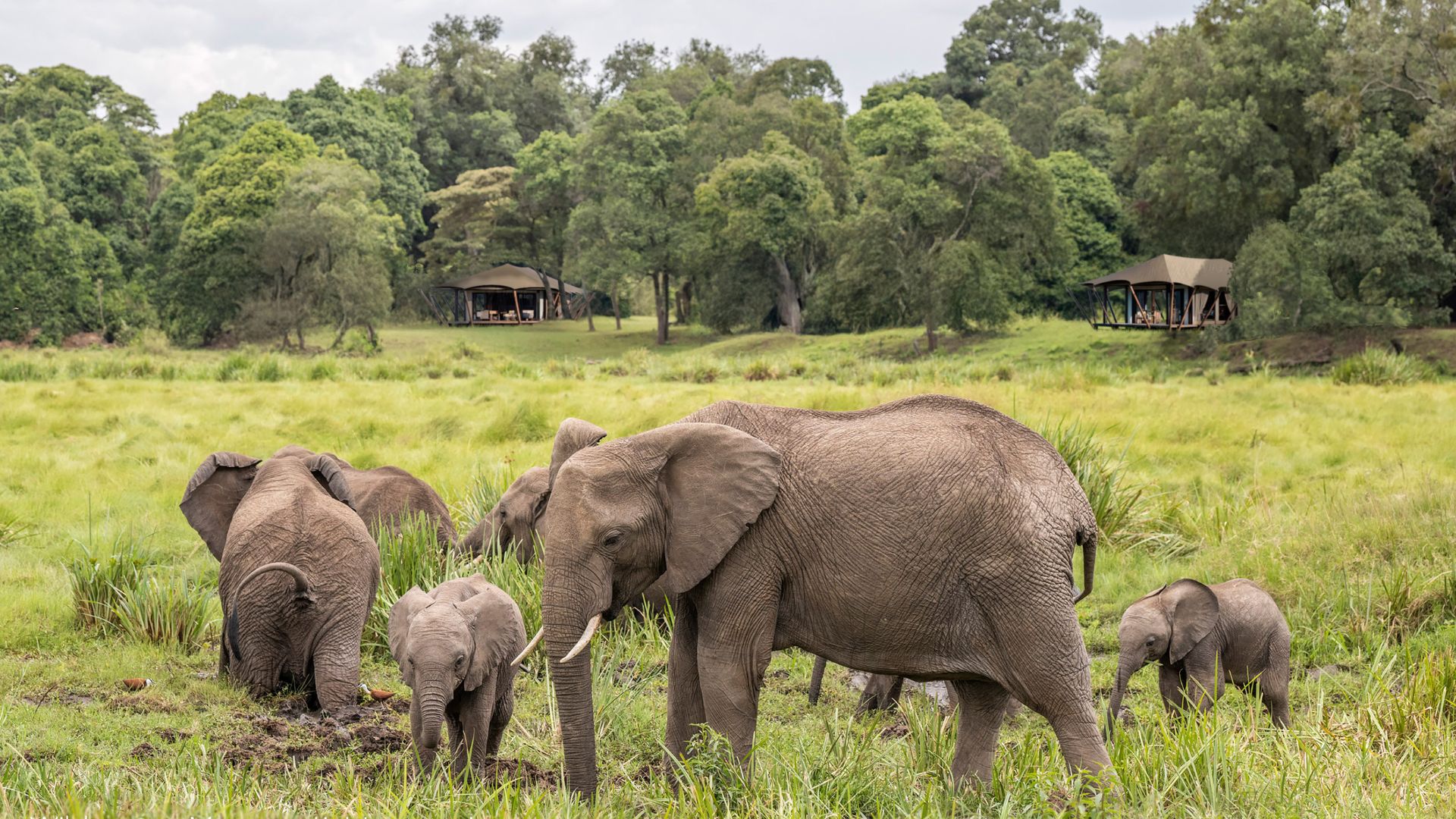 Wilderness Mara