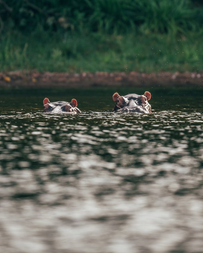 Relax by the pool with panoramic views of Lake Victoria and hippos below.