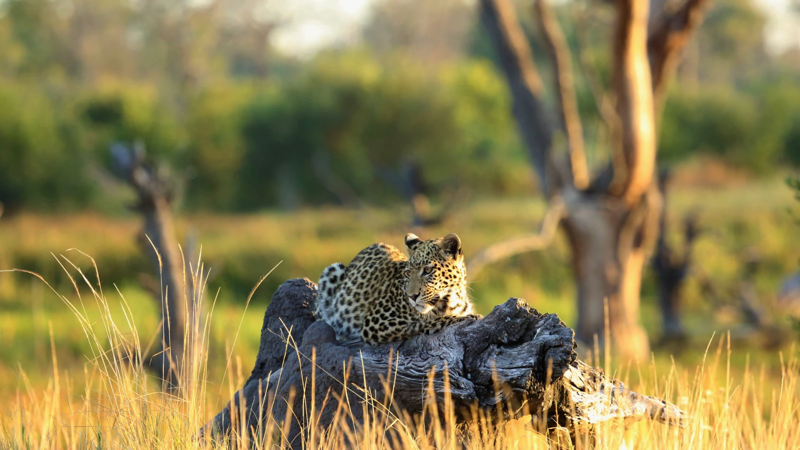 Africa Changed the Way I Travel: a leopard resting on a large log in a grassy field during golden hour