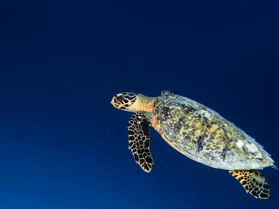 Hands-on opportunities to connect with and protect local ecosystems.