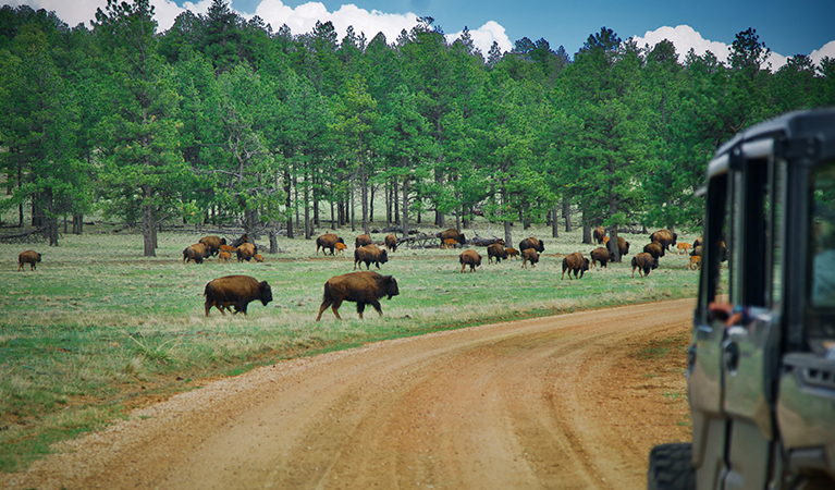 Bison are among the defining wildlife experiences highlighted by the reserve.