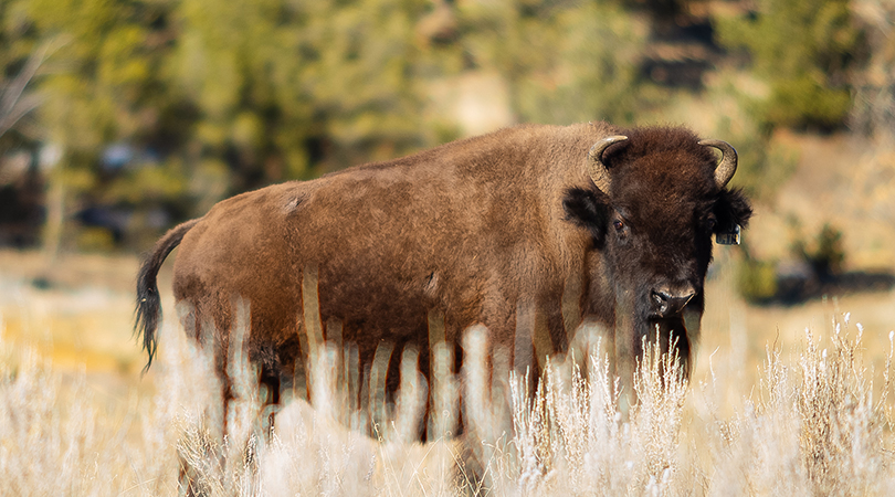 Active ecological restoration includes desert bighorn sheep and Bolson tortoise conservation through work with the Turner Endangered Species Fund.