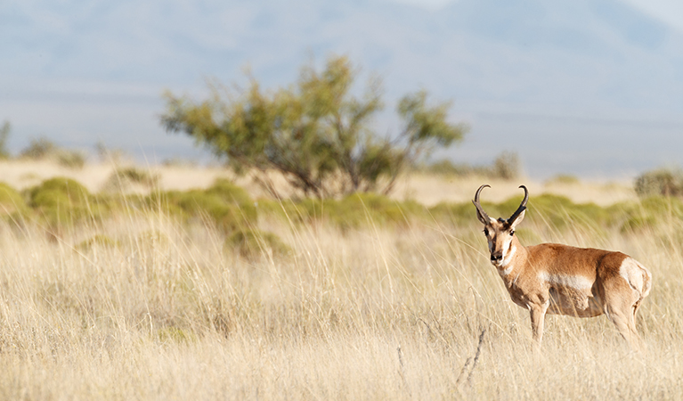 A vast Chihuahuan Desert setting offering wildlife, ancient trails, historic landscapes, and the Fra Cristobal Range.