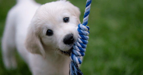 Gentle Parenting Your Puppy: Can Dog Moms Use the Same Tactics as Human Moms?