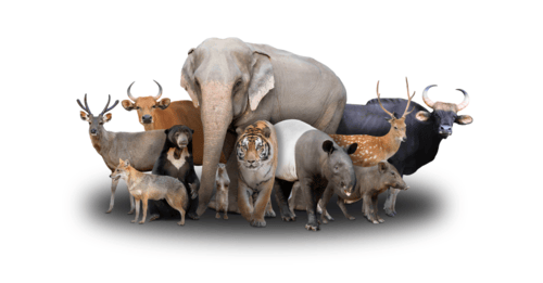 Nature’s Worst Parents: When Animal Moms and Dads Totally Drop the Ball