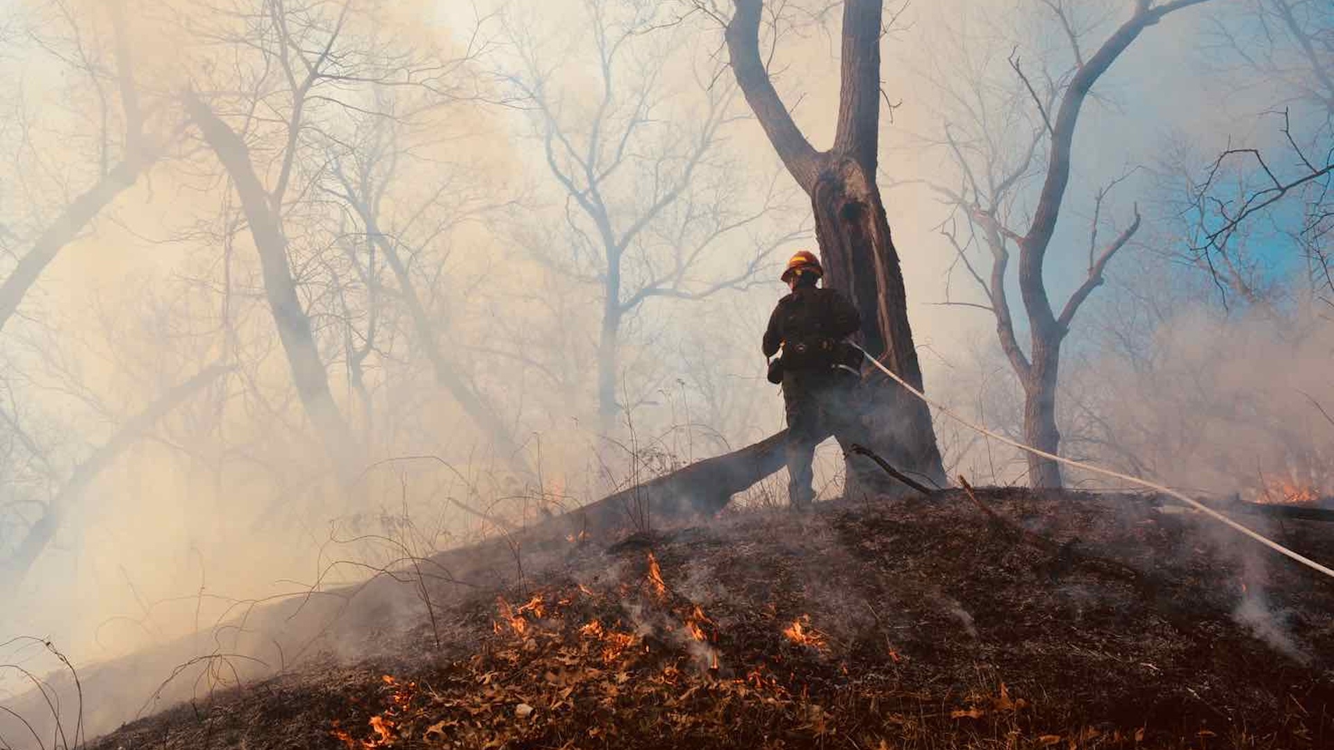 December 6 Prescribed Burn at Marquette Park Will Help Curb Invasive Species