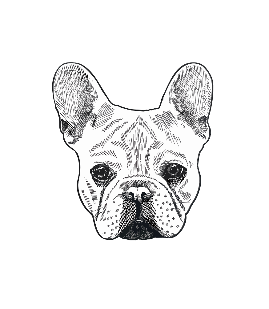 Black and White illustration of Lulu, french bulldog