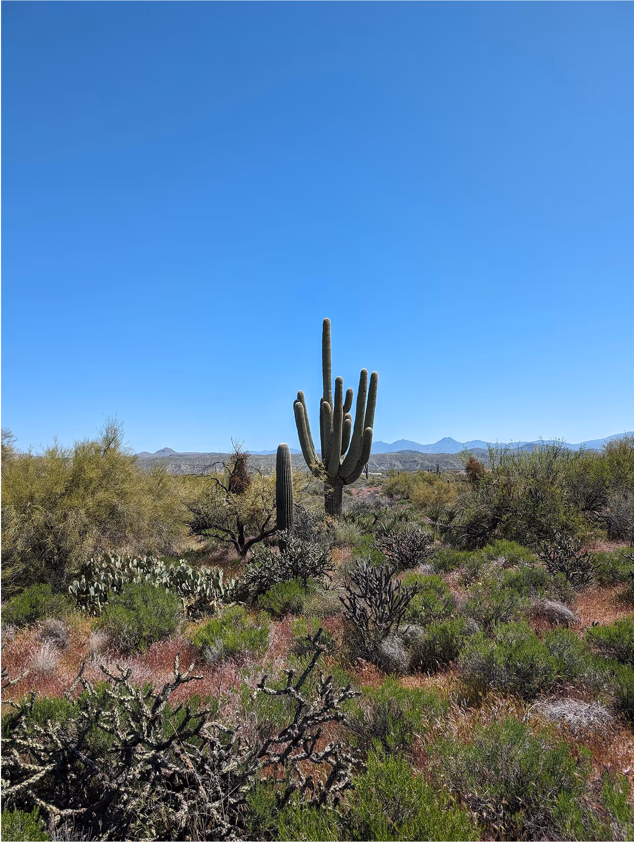 Scottsdale