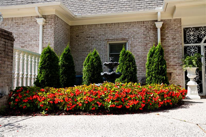Brick home with evergreen shrubs and red flowers