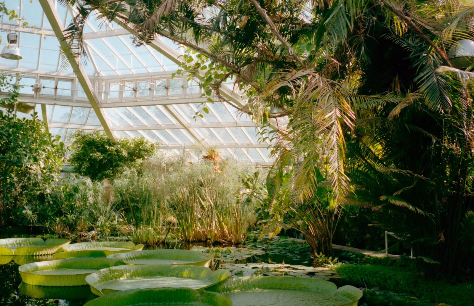 Beautiful Orlando botanical garden filled with greener and peaceful nature views that spark ideas for your own backyard