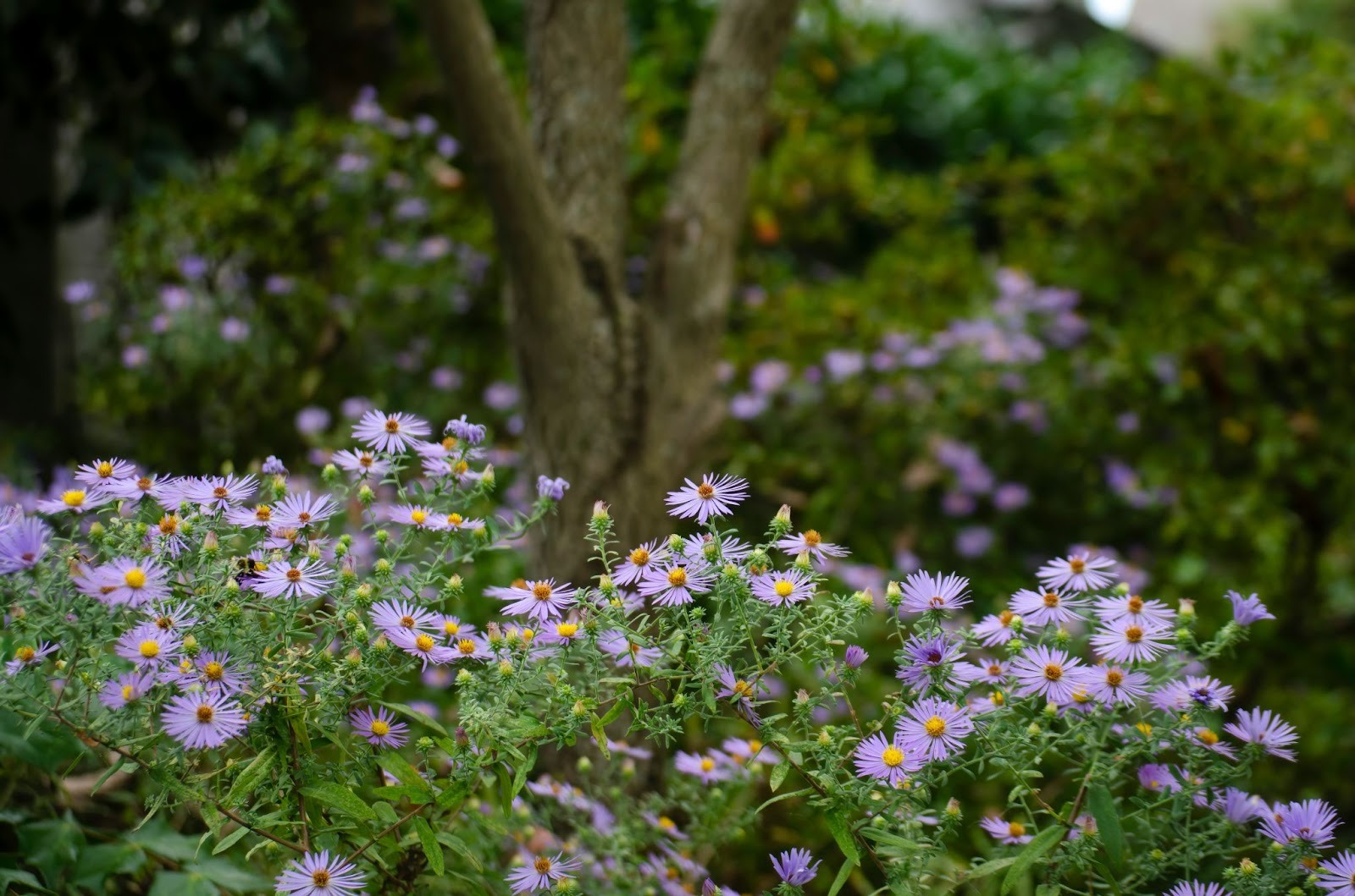 Vibrant botanical flowers in Roanoke Virginia