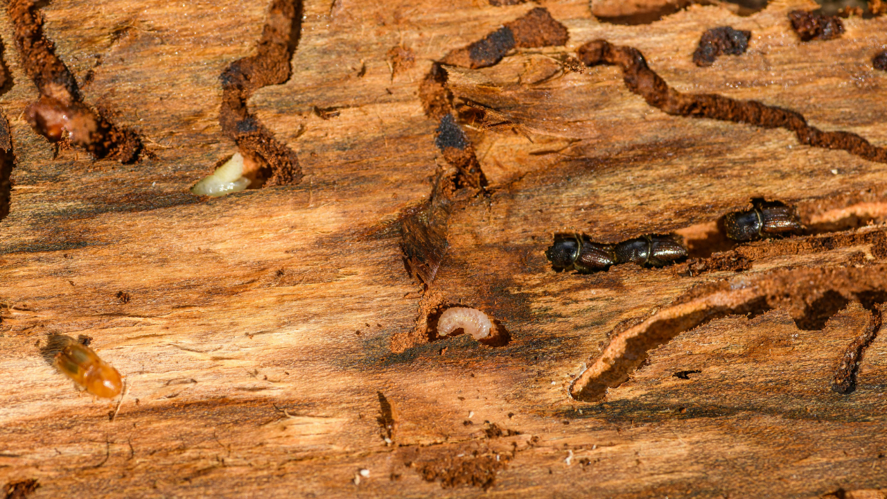 termite damage on fence