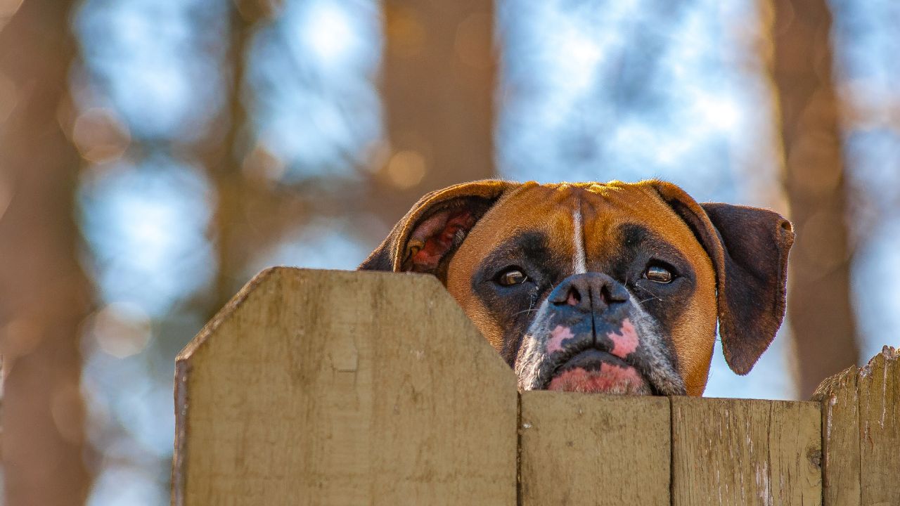 best fence for dogs