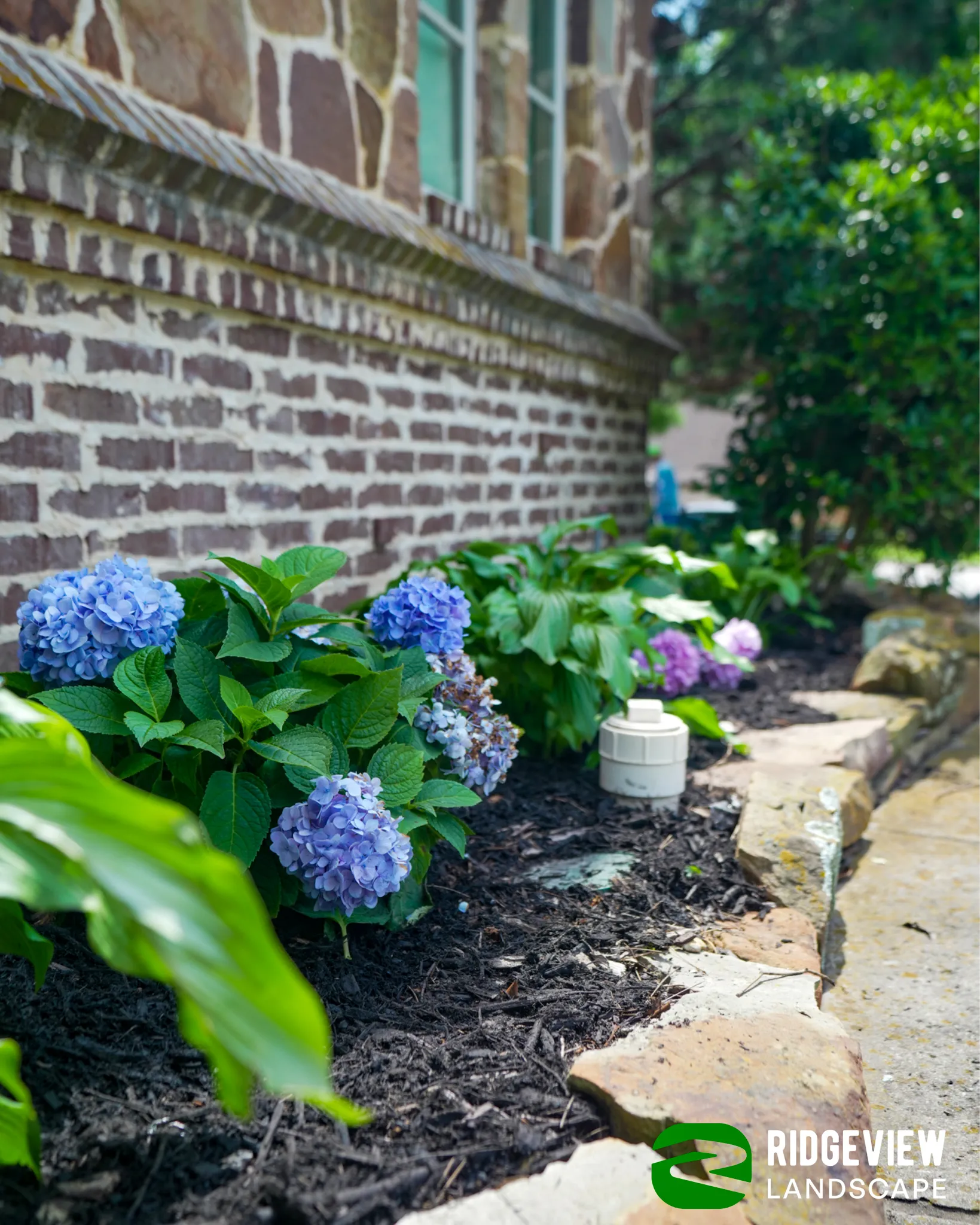 Custom flower beds with hydrangeas installed along a Mansfield, TX property