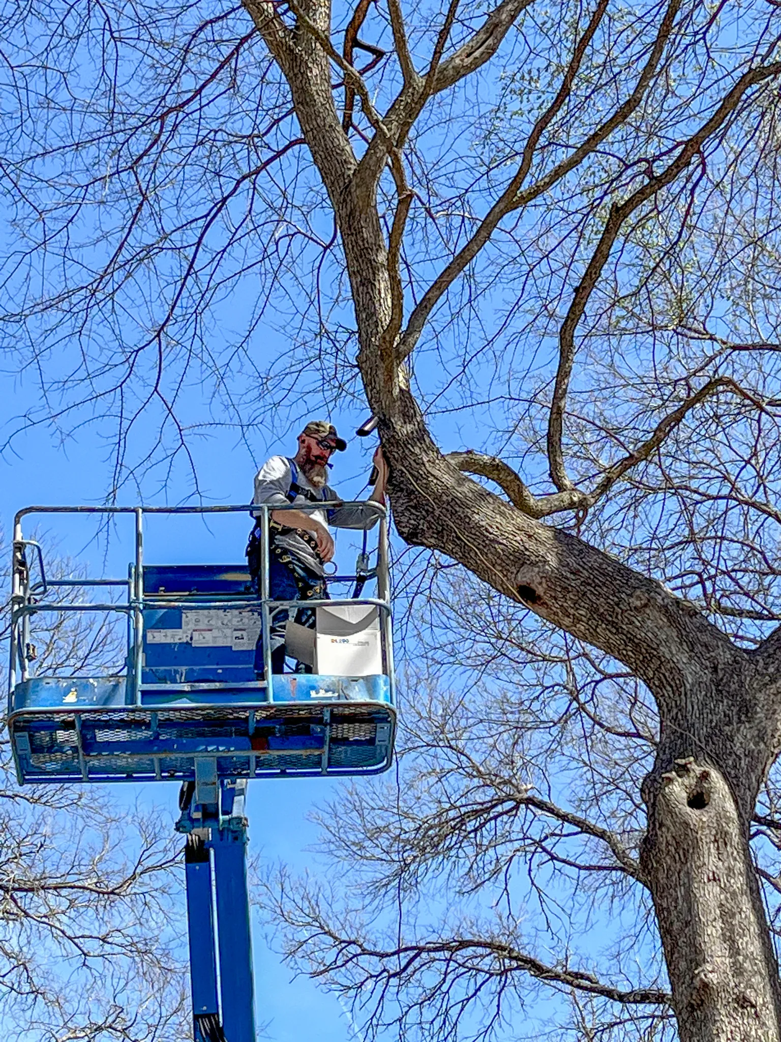 Tree trimming services in Mansfield, TX keeping trees healthy and yards safe