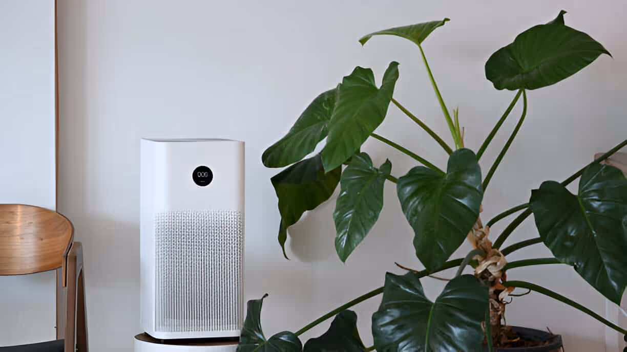 White air purifier next to lush green monstera plant on wooden surface