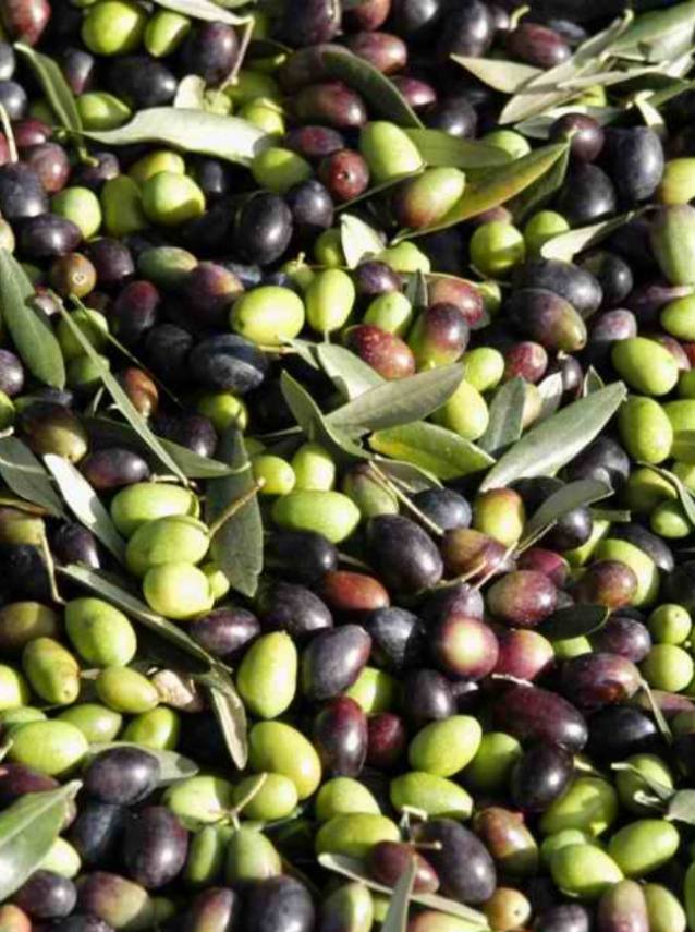 Bar del beach club La Pineta Blu