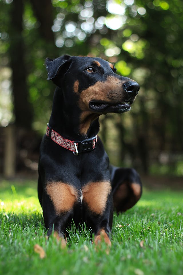 Foremost Dog Bylaws