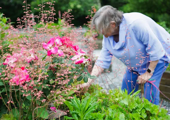 An older woman wearing a light blue sweater tends to a vibrant garden filled with pink flowers and green foliage. She is gently reaching into the plants, surrounded by a peaceful, well-maintained outdoor setting
