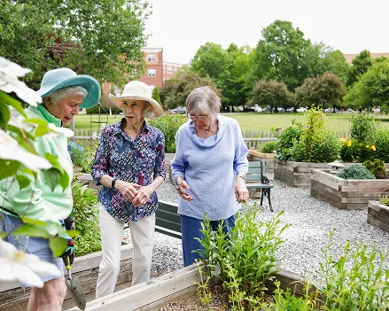 Three older adults gardening in raised beds at Laurelmead’s outdoor garden


