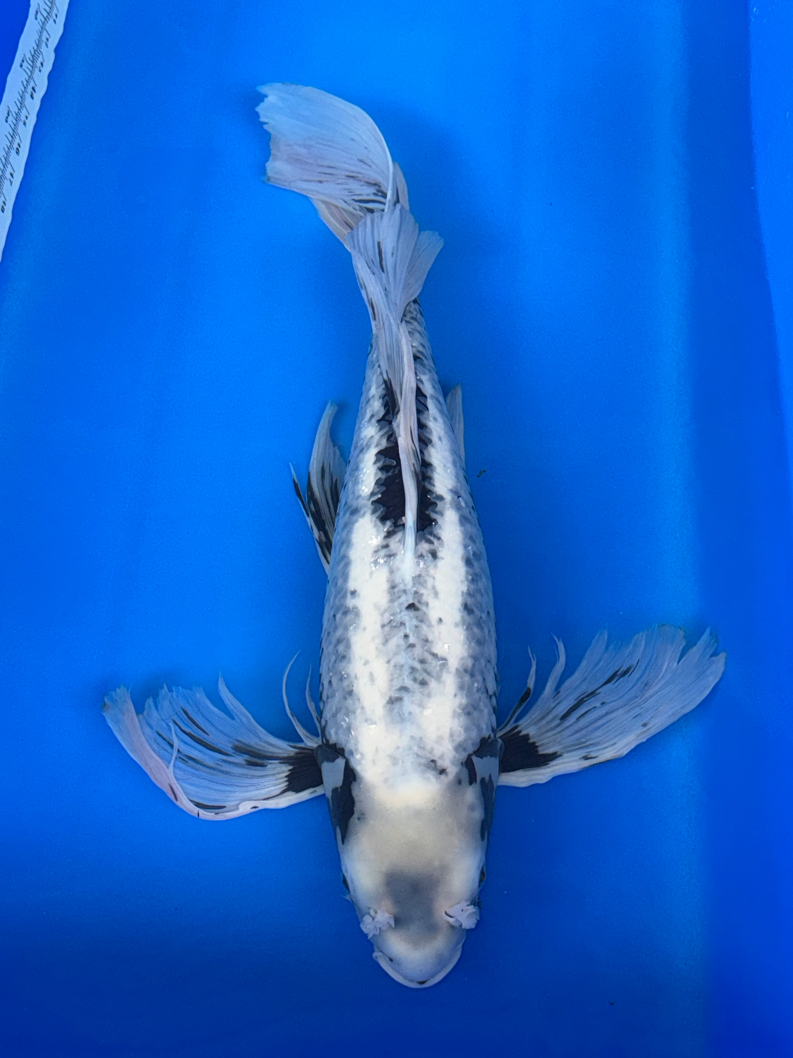 Matsukawabake Butterfly