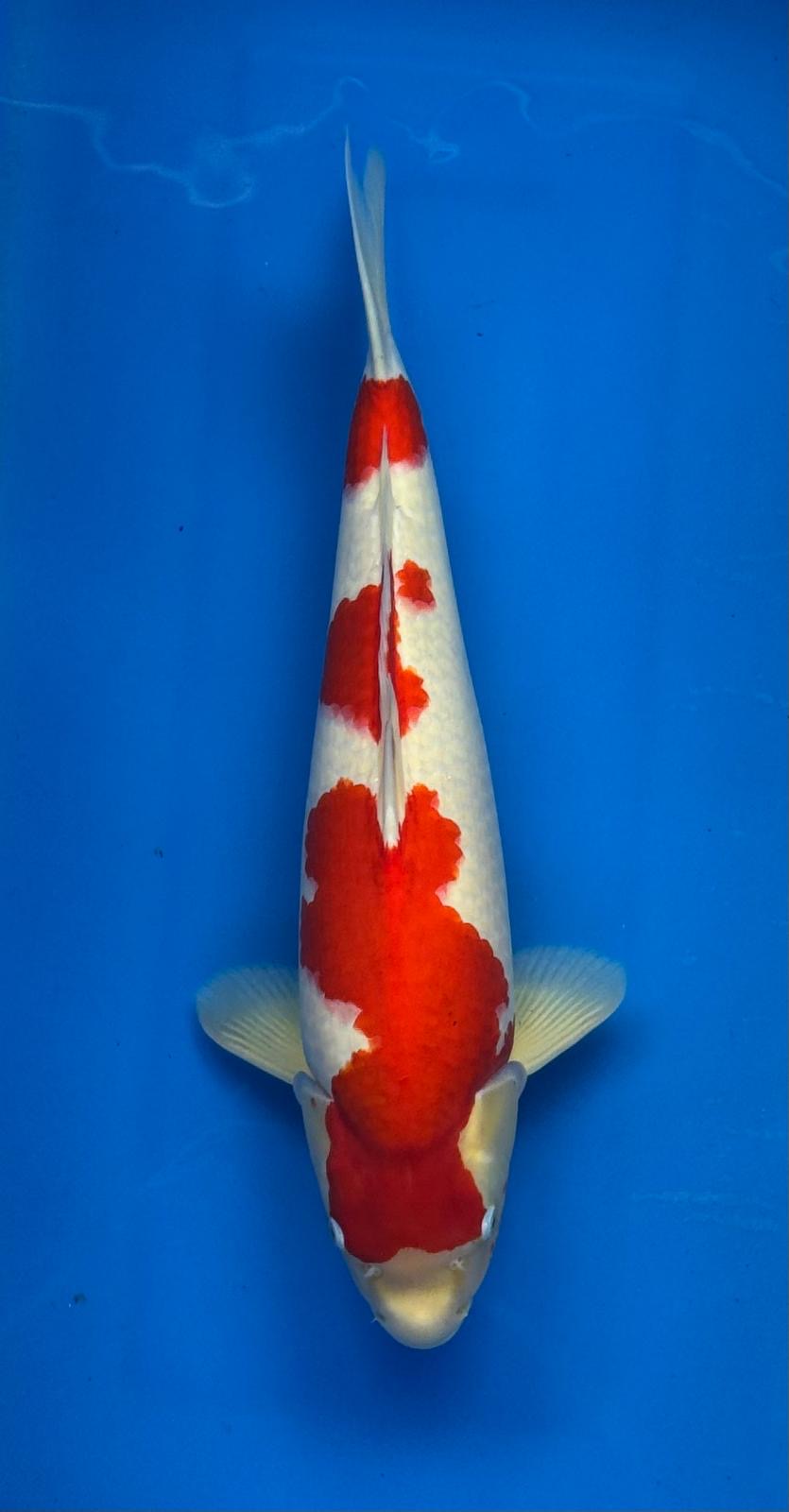 Kohaku