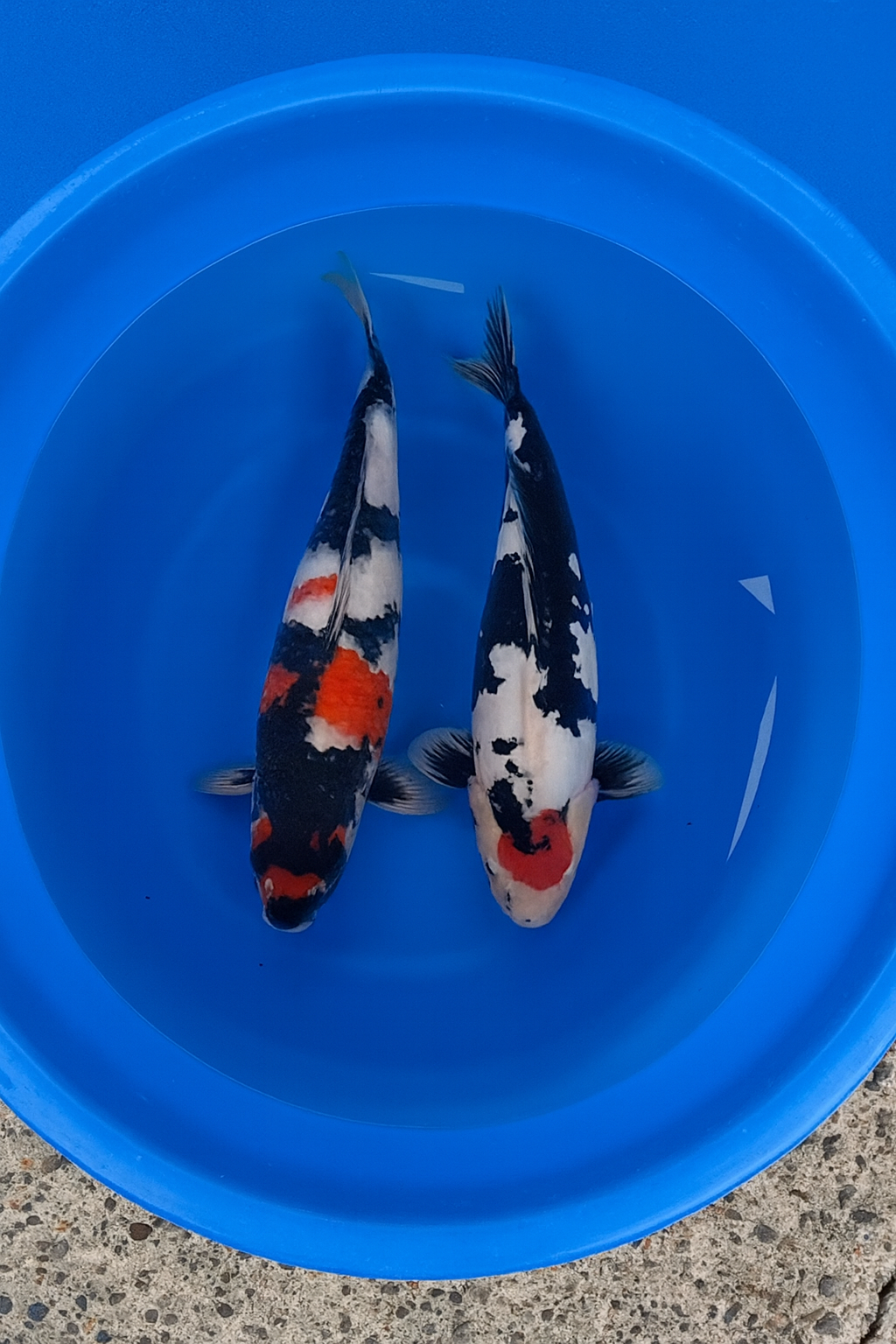 Doitsu Showa and Showa