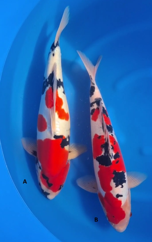 Doitsu Showa and Doitsu Sanke